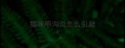猫咪甲沟炎怎么引起