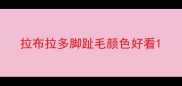 拉布拉多脚趾毛颜色好看