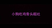 小狗吃鸡骨头呕吐