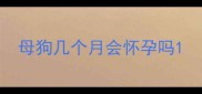 母狗几个月会怀孕吗