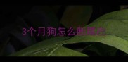 3个月狗怎么断尾巴