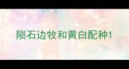 陨石边牧和黄白配种
