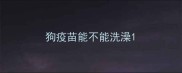 狗疫苗能不能洗澡