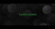 飞机场托运宠物狗