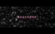 黄岛金毛免费领养