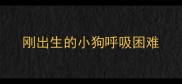 刚出生的小狗呼吸困难