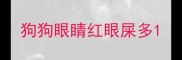 狗狗眼睛红眼屎多