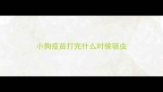 小狗疫苗打完什么时候驱虫