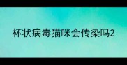 杯状病毒猫咪会传染吗