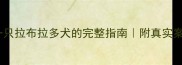 在椒江领养一只拉布拉多犬的完整指南附真实案例和避坑攻略