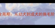 狗狗毛发生长全周期从幼犬到成犬的换毛阶段与护理指南