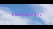 拉布拉多公的长多大