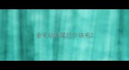 金毛幼犬尾巴少块毛