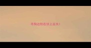 寻狗边牧在坝上走失