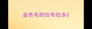 金色毛的拉布拉多