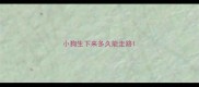 小狗生下来多久能走路