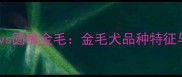 宽嘴金毛vs圆嘴金毛金毛犬品种特征与饲养全