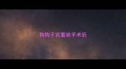 狗狗子宫蓄脓手术后