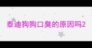 泰迪狗狗口臭的原因吗
