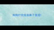 狗狗打完疫苗鼻子很湿