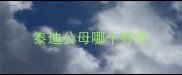 泰迪公母哪个好养