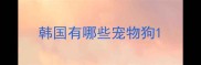 韩国有哪些宠物狗