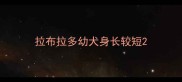 拉布拉多幼犬身长较短