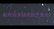 拉布拉多幼犬肚子变大