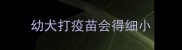 幼犬打疫苗会得细小
