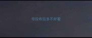母拉布拉多不好看
