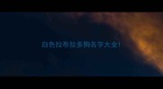 白色拉布拉多狗名字大全