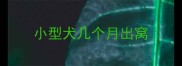 小型犬几个月出窝