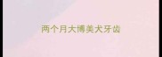 两个月大博美犬牙齿