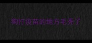 狗打疫苗的地方毛秃了