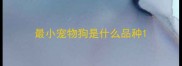 最小宠物狗是什么品种