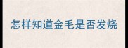 怎样知道金毛是否发烧