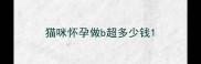 猫咪怀孕做b超多少钱