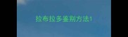 拉布拉多鉴别方法