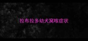 拉布拉多幼犬窝咳症状
