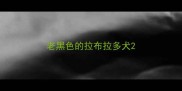 老黑色的拉布拉多犬