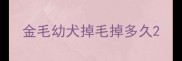金毛幼犬掉毛掉多久