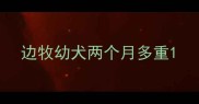 边牧幼犬两个月多重