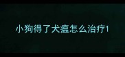小狗得了犬瘟怎么治疗