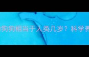 四个月大的狗狗相当于人类几岁科学养宠全指南