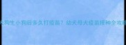 大狗生小狗后多久打疫苗幼犬母犬疫苗接种全攻略
