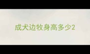 成犬边牧身高多少