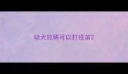 幼犬拉稀可以打疫苗