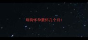 母狗怀孕要怀几个月