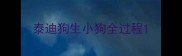 泰迪狗生小狗全过程