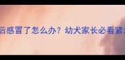 狗狗打疫苗后感冒了怎么办幼犬家长必看紧急处理指南
